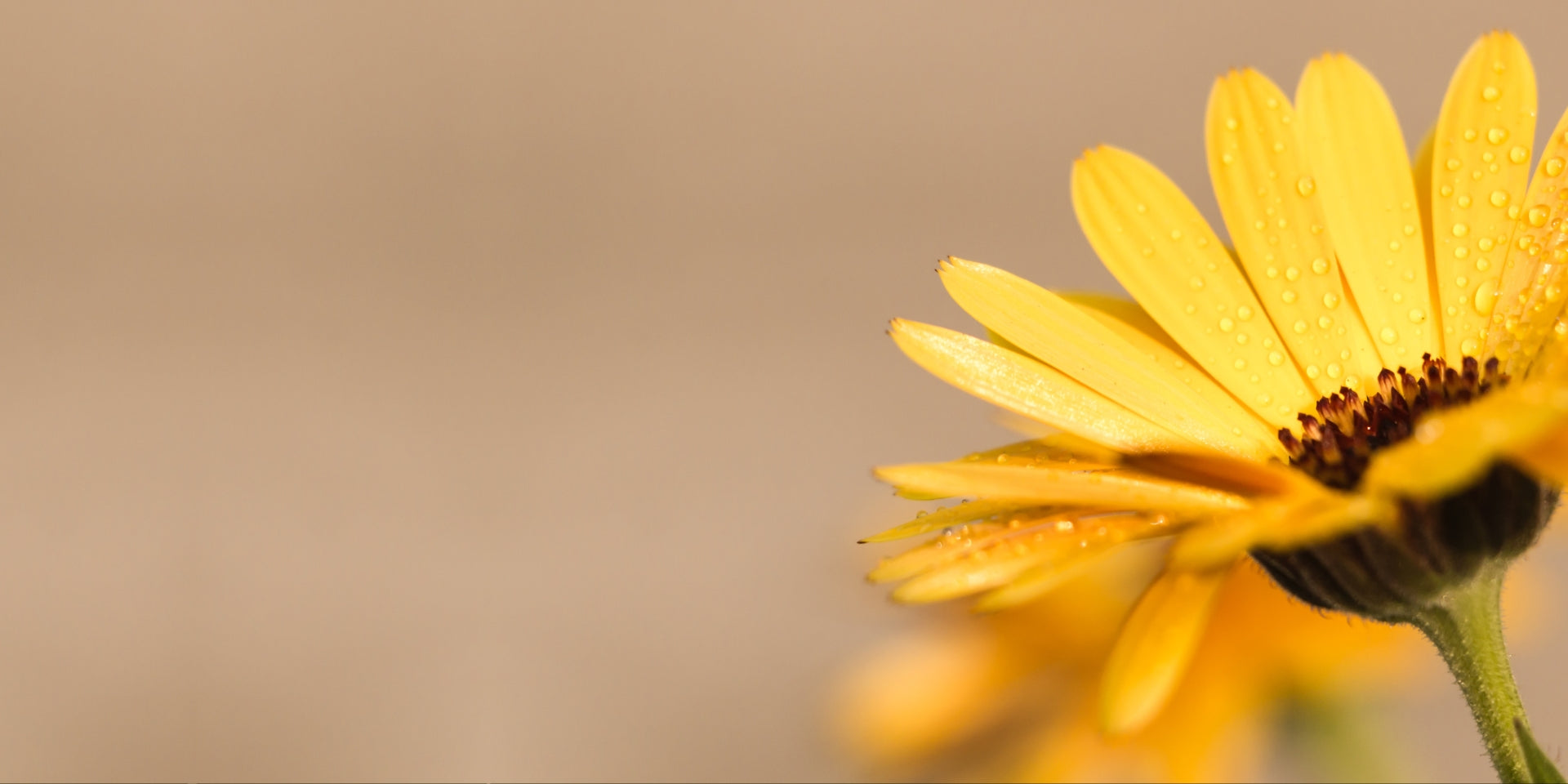 Calendula